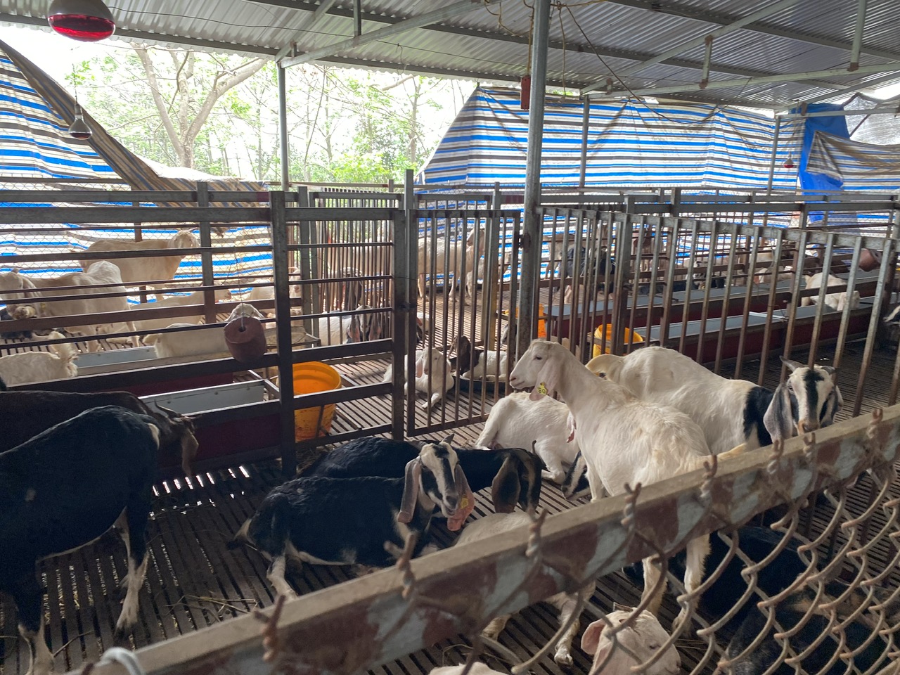Hỗ trợ hơn 1.000 con dê giống cho các hộ chăn nuôi